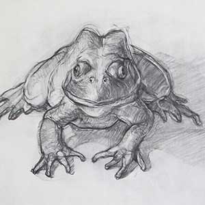 ‘Steve’s Frog’, 2015, 18” x 20”, charcoal, newsprint