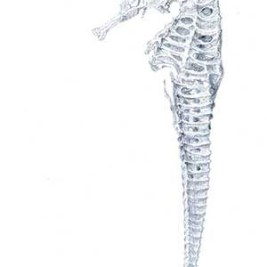 ‘Line 1’, 2015, 6”x 6”, silverpoint on prepared paper (seahorse profile view)